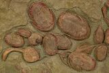 Amazing, Cluster Of Trilobites ( Species + Carpoids) - Fezouata #301485-2